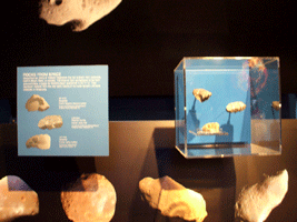 A portrait and model of the Dawn spacecraft, which will arrive at asteroid Vesta in July of this year and dwarf planet Ceres in 2015.