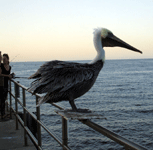 If only this pelican knew how many people sneaked up to it to pose for a photo...haha.