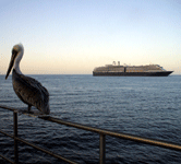 This pelican is unaware of the giant vessel in the background.