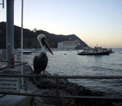 This pelican is also unaware of Avalon Casino in the background.