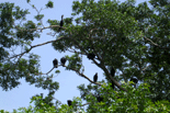 Black vultures lurking up in a tree.