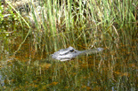 The only alligator we saw out in the swamp, lol.
