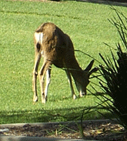A 'space deer'...as nicknamed by a fellow JPL Tweetup attendee.