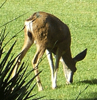 The space deer enjoys grazing on the premises of a highly-secure government installation.