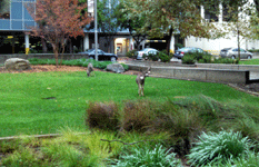 Two 'space deers' roam JPL's campus...on December 3, 2014.