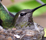 I know, I know- Not exactly as manly as posting up pics of hot Asian import models... This hummingbird built a nest in my backyard.