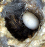 A hummingbird chick and its unhatched sibling.  The beak (orange-colored) is towards the lower right-hand corner of the nest's interior.